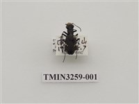 藏品(爬地虎甲蟲)的圖片